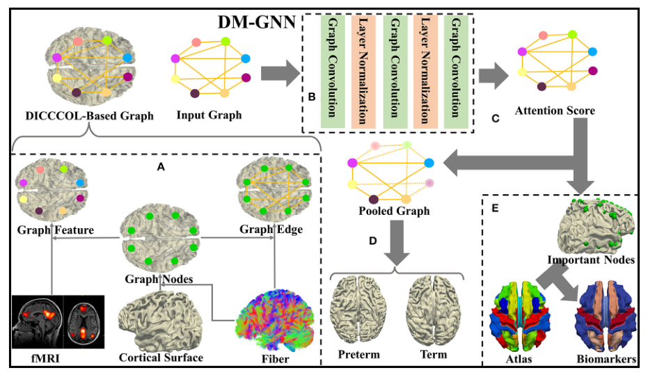 图1：Framework of proposed dense individualized and common connectivity-based cortical landmarks (DICCCOL)-based multi-modality graph neural network (GNN).